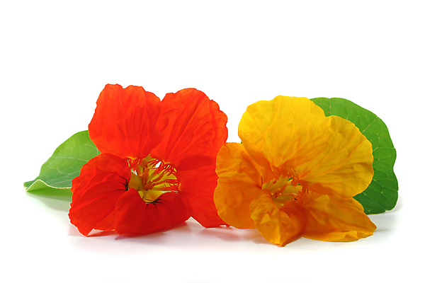 포토 JPG 해외이미지 식물 오렌지 주택 사람없음 초록색 농작물 노란색 정원 샐러드 발코니 뜨거움 향신료 매움 해외포토 음식 컬러 농업 과일 건물 맛 향미료 파일형식 이미지허브