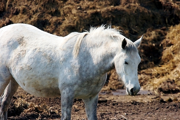 포토 JPG 해외이미지 동물 호수 야생동물 농업 포유류 자연 휴가 서기 초원 사람없음 야외 여름 농장 농경지 머리 마을 환경 맑음 가축 목장 흰색 시골 연못 신선 건초더미 볏짚 큼 땅 진흙 밀짚 유지 내추럴 해외포토 계절 산업 컬러 모션 날씨 신체부위 건초 짚 크기 생태계 파일형식 더미 이미지허브
