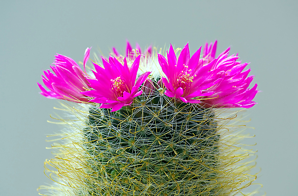 포토 JPG 해외이미지 식물 꽃 자연 선인장 사람없음 초록색 어둠 오브젝트 해외포토 컬러 생태계 파일형식 이미지허브