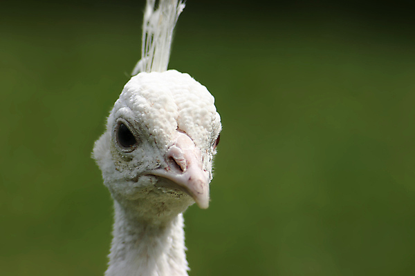 포토 JPG 해외이미지 동물 조류 동물원 사람없음 초록색 흰색 공작 깃털 부리 암탉 해외포토 컬러 닭 암컷 파일형식 이미지허브
