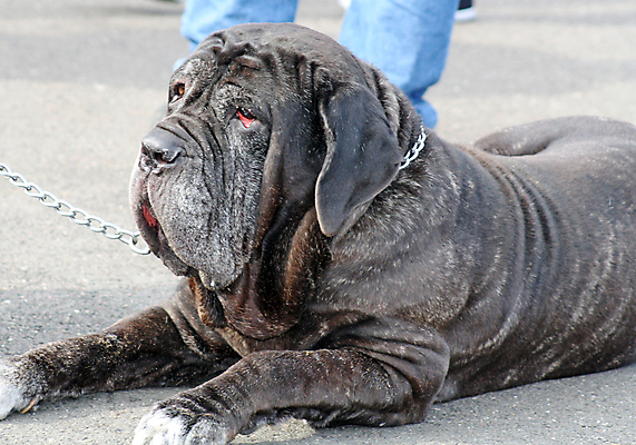 포토 JPG 해외이미지 동물 1 포유류 사람없음 파란색 반려동물 머리카락 검은색 이탈리아 회색 흰색 개 큼 문학 불독 송곳니 고립 마스티프 순종 해외포토 유럽 컬러 머리 치아 크기 왕 파일형식 이미지허브
