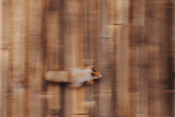 포토 JPG 해외이미지 벽 이동 사람없음 목재 다람쥐 해외포토 나무 컨셉 재료 설치류 파일형식 이미지허브