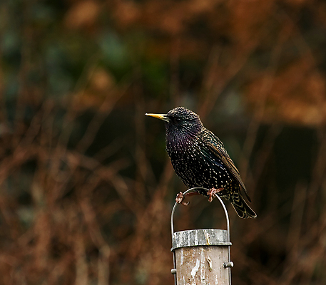 포토 JPG 해외이미지 계절 야생동물 겨울 자연 조류 사람없음 노란색 얼룩 깃털 부리 계산서 해외포토 동물 컬러 생태계 파일형식 이미지허브