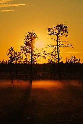 포토 JPG 해외이미지 나무 오렌지 아침 사람없음 태양 일출 안개 황무지 황금 해외포토 주간 자연요소 식물 과일 날씨 노을 파일형식 이미지허브
