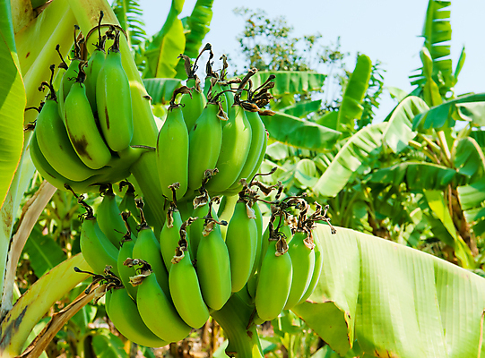 포토 JPG 해외이미지 나무 식물 꽃 음식 줄기 잎 농업 다이어트 과일 자연 바나나 건강 사람없음 초록색 파란색 농장 정원 성장 벚꽃 나뭇가지 신선 달콤 맛 다발 상쾌 유기농 내추럴 꼬투리 식용 해외포토 웰빙 감정 산업 컬러 컨셉 생태계 파일형식 이미지허브