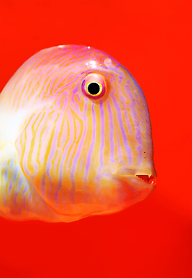 포토 JPG 해외이미지 동물 1 음식 스포츠 바다 포즈 백그라운드 자연 낚시 휴가 건강 어류 취미 사람없음 야외 초록색 물 여름 강 흰색 잡기 입 고리 큼 해산물 미끼 추적 고립 해외포토 자연요소 계절 컬러 모션 레저 신체부위 수중동물 크기 생태계 파일형식 이미지허브