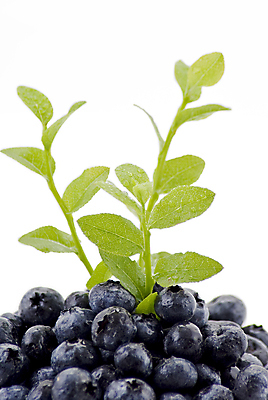 포토 JPG 해외이미지 열매 음식 다이어트 과일 자연 디저트 건강 사람없음 장식 초록색 여름 파란색 컬러풀 흰색 신선 원형 그룹 달콤 맛 먹기 묘사 유기농 블루베리 고립 맛있는 해외포토 도형 식물 웰빙 계절 컬러 컨셉 모션 생태계 파일형식 이미지허브