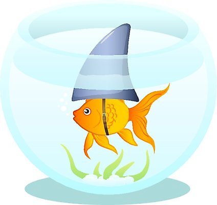 EPS 해외이미지 컨셉 오렌지 일러스트 어류 물 수중 수영 거품 벨트 사발 해조류 황금 지느러미 상어 해외일러스트 자연요소 잡화 과일 수중동물 수상스포츠 사기그릇 해양식물 파일형식 벡터 이미지허브