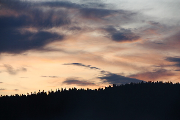 포토 JPG 해외이미지 나무 식물 계절 선 자연 하늘 휴식 경사 사람없음 야외 목재 빛 평화 화목 침묵 황혼 일몰 시골 신선 소나무 가장자리 매끈함 숲 땅 순수 언덕 수평선 해외포토 컨셉 재료 노을 소리 감각 둘레 생태계 파일형식 이미지허브