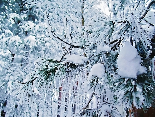 포토 JPG 해외이미지 나무 계절 크리스마스 겨울 자연 사람없음 야외 목재 빛 냉동 얼음 추위 흰색 나뭇가지 소나무 황무지 숲 시원함 12월 서리 상록수 침엽수 눈내림 가문비나무 해외포토 자연요소 식물 기념일 컬러 재료 눈_날씨 날짜 생태계 파일형식 이미지허브