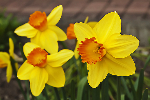 포토 JPG 해외이미지 식물 꽃잎 꽃 꽃무늬 자연 사람없음 야외 노란색 정원 봄 벚꽃 수선화 해외포토 계절 컬러 무늬 생태계 파일형식 이미지허브
