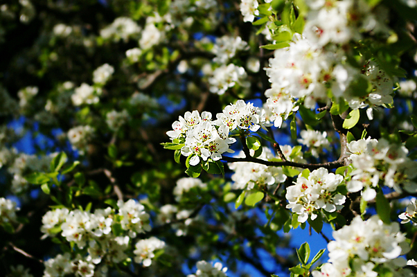 포토 JPG 해외이미지 나무 식물 계절 공원 꽃잎 꽃 잎 꽃무늬 과일 자연 사람없음 야외 빨간색 여름 정원 보라색 봄 성장 벚꽃 흰색 나뭇가지 신선 개화 원예 향기 냄새 꽃가루 꽃수술 해외포토 공공시설 컬러 무늬 취미 가루 생태계 파일형식 이미지허브