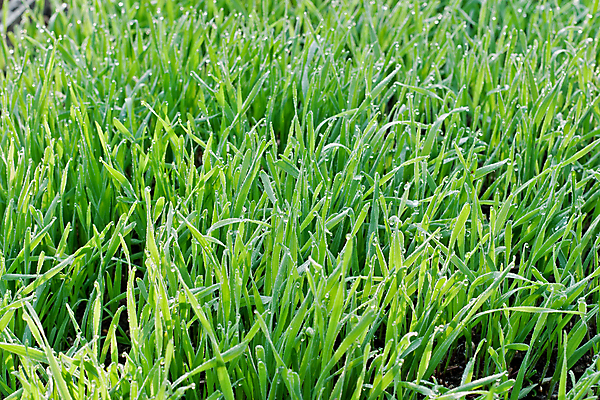 포토 JPG 해외이미지 식물 백그라운드 컨셉 잎 밭 자연 아침 새로움 아이디어 씨앗 풍경 사람없음 야외 성장 신선 시간 시원함 허브 장면 기간 땅바닥 그리너리 해외포토 주간 농업 바닥 생태계 파일형식 트랜드컬러 이미지허브