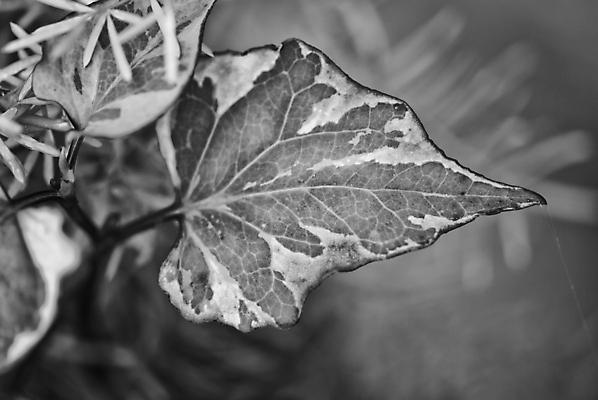 포토 JPG 해외이미지 식물 백그라운드 잎 패턴 자연 날씨 추상 사람없음 야외 초록색 물 빛 뷰티 반사 환경 침묵 봄 젖음 성장 물방울 신선 원형 투명 액체 떨어짐 이슬 작음 빗방울 순수 묘사 유기농 질감 정맥 고립 해외포토 자연요소 도형 웰빙 계절 컬러 컨셉 무늬 소리 비_날씨 크기 생태계 혈관 파일형식 이미지허브