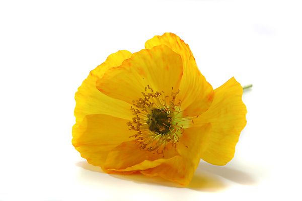 포토 JPG 해외이미지 식물 꽃 종류 사람없음 노란색 정원 개화 양귀비 해외포토 컬러 파일형식 이미지허브