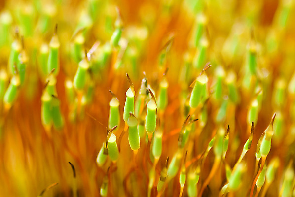 포토 JPG 해외이미지 오렌지 이끼 사람없음 초록색 해외포토 컬러 과일 파일형식 이미지허브