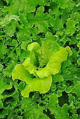 포토 JPG 해외이미지 식물 음식 백그라운드 잎 다이어트 채소 재료 자연 건강 사람없음 초록색 여름 농작물 햇빛 정원 식사 봄 샐러드 젖음 신선 떨어짐 이슬 상추 먹기 묘사 오브젝트 유기농 비타민 내추럴 고립 채식주의자 로메인상추 해외포토 웰빙 계절 컬러 컨셉 농업 모션 태양 생태계 채식 영양소 파일형식 이미지허브