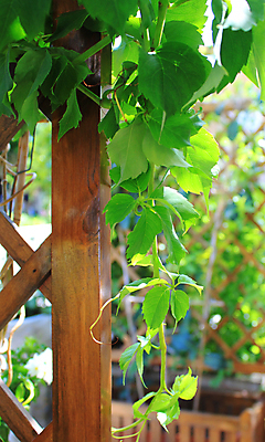 포토 JPG 해외이미지 식물 디자인 백그라운드 잎 포도 그림자 사람없음 야외 목재 초록색 빛 햇빛 뷰티 갈색 평화 정원 이탈리아 성장 시골 휴게실 고급 우아함 포도밭 포도나무 줄서기 스타일 해외포토 나무 유럽 컬러 컨셉 밭 과일 재료 모션 태양 과일나무 파일형식 이미지허브