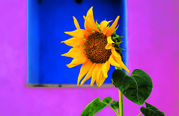 포토 JPG 해외이미지 식물 꽃잎 꽃 줄기 잎 꽃무늬 농업 창문 자연 해바라기 주택 씨앗 사람없음 야외 초록색 파란색 농작물 뷰티 노란색 머리 보라색 봄 싱글 해외포토 계절 산업 컬러 무늬 건물 신체부위 생태계 파일형식 이미지허브