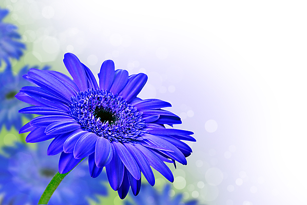 포토 JPG 해외이미지 식물 디자인 계절 꽃잎 꽃 행복 꽃다발 백그라운드 꽃무늬 텍스트 자연 추상 선물 사람없음 초록색 여름 컬러풀 뷰티 정원 보라색 봄 성장 벚꽃 흰색 신선 개화 닫기 자르기 묘사 싱글 데이지 꽃가루 거베라 내추럴 고립 카피스페이스 해외포토 감정 컬러 무늬 모션 공백 가루 생태계 파일형식 이미지허브