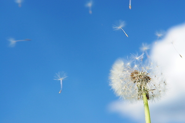 포토 JPG 해외이미지 주간 하늘 사람없음 야외 아웃포커스 비행 민들레 민들레홀씨 해외포토 자연요소 꽃 촬영기법 파일형식 이미지허브