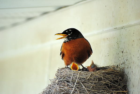 포토 JPG 해외이미지 동물 야생동물 자연 조류 사람없음 아기 둥지 동물상 해외포토 사람 조형물 생태계 파일형식 이미지허브