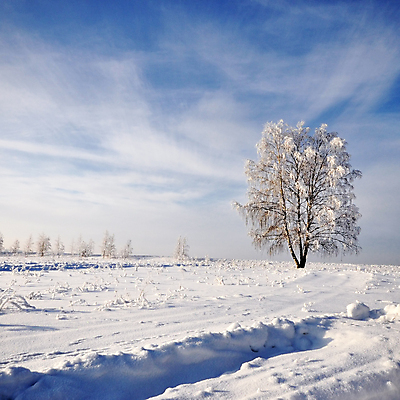 포토 JPG 해외이미지 나무 여행 백그라운드 겨울 자연 하늘 휴가 스키 풍경 사람없음 야외 파란색 햇빛 태양 평화 맑음 침묵 추위 흰색 숲 눈내림 수평선 해외포토 자연요소 식물 계절 컬러 컨셉 날씨 겨울스포츠 눈_날씨 소리 생태계 파일형식 이미지허브