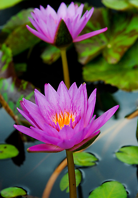 포토 JPG 해외이미지 식물 계절 꽃잎 꽃 아시아 종교 호수 백그라운드 잎 꽃무늬 패턴 태국 자연 사람없음 야외 물 컬러풀 뷰티 노란색 평화 환경 정원 보라색 침묵 벚꽃 연못 개화 묘사 명상 싱글 내추럴 해외포토 자연요소 나라 컬러 컨셉 무늬 소리 생태계 파일형식 이미지허브