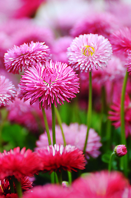 포토 JPG 해외이미지 꽃 분홍색 자연 사람없음 뷰티 정원 봄 벚꽃 데이지 해외포토 식물 계절 컬러 생태계 파일형식 이미지허브