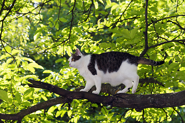 포토 JPG 해외이미지 나무 동물 잎 포유류 사람없음 야외 반려동물 고양이 사냥 사냥꾼 해외포토 식물 직업 파일형식 이미지허브