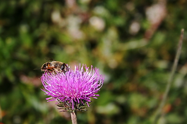 포토 JPG 해외이미지 식물 꽃 곤충 자연 사람없음 보라색 해외포토 동물 컬러 생태계 파일형식 이미지허브