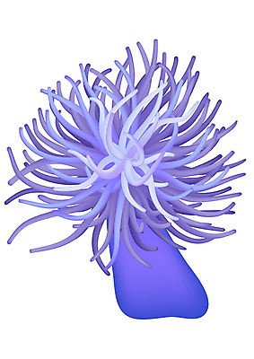 EPS 해외이미지 식물 꽃 바다 일러스트 안테나 경사 보라색 부드러움 촉수 망사 찌르기 고립 아네모네 해외일러스트 컬러 통신 모션 직물 감각 파일형식 벡터 이미지허브