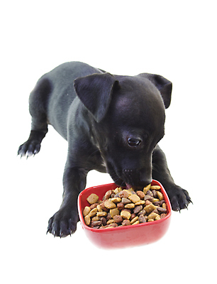 포토 JPG 해외이미지 동물 새끼 포유류 털 사람없음 빨간색 반려동물 검은색 코트 흰색 사발 개 강아지 매끈함 작음 닥스훈트 먹기 송곳니 고립 해외포토 컬러 모션 외투 감각 사기그릇 치아 크기 파일형식 이미지허브