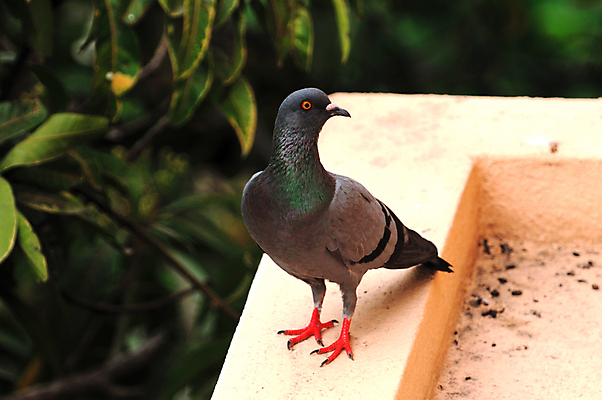 포토 JPG 해외이미지 동물 1 종교 날개 자연 조류 사랑 사람없음 파란색 뷰티 평화 희망 침묵 활발 펼침 자유 흰색 영혼 우아함 중앙 심볼 순수 깃털 비둘기 꼬리 단아함 무료 천진난만 완전 해외포토 감정 컬러 컨셉 모션 소리 생태계 파일형식 이미지허브