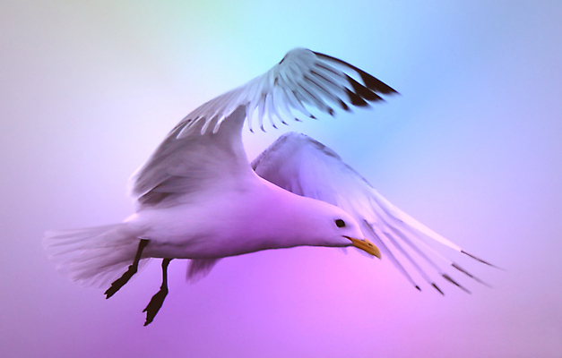 포토 JPG 해외이미지 모양 동물 계절 호수 야생동물 모래 파도 바다 오렌지 자연 갈매기 조류 하늘 날씨 휴가 사람없음 물 파란색 강 컬러풀 햇빛 태양 반사 평화 일출 맑음 일몰 흰색 오픈 깃털 네덜란드 그림 부리 암초 해외포토 자연요소 유럽 컬러 컨셉 과일 노을 생태계 파일형식 이미지허브