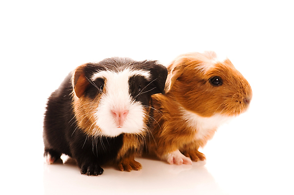 포토 JPG 해외이미지 두마리 사람없음 기니피그 해외포토 2 포유류 파일형식 이미지허브