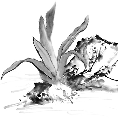 JPG 해외이미지 일러스트 붓터치 마늘 미술 사람없음 먹 동양화 그림 번짐 해외일러스트 채소 서예 문화예술 파일형식 효과 이미지허브