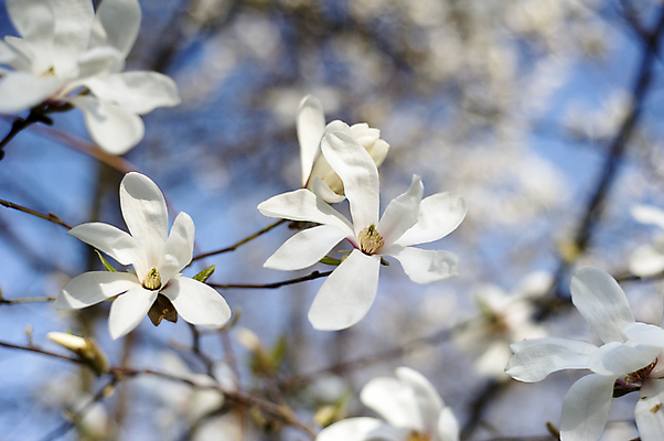 포토 JPG 해외이미지 주간 사람없음 야외 아웃포커스 봄 목련 해외포토 자연요소 계절 꽃 촬영기법 파일형식 이미지허브