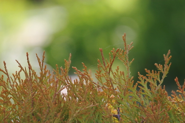 포토 JPG 해외이미지 나무 사람없음 노란색 웹 보케 해외포토 식물 컬러 인터넷 파일형식 이미지허브