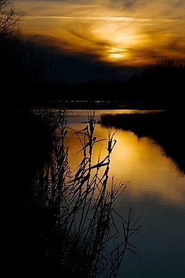 포토 JPG 해외이미지 식물 실루엣 호수 백그라운드 자연 하늘 사람없음 야외 물 빛 강 태양 반사 환경 황혼 일몰 새벽 시골 보호 부드러움 내추럴 해외포토 자연요소 컨셉 촬영기법 노을 감각 생태계 파일형식 이미지허브