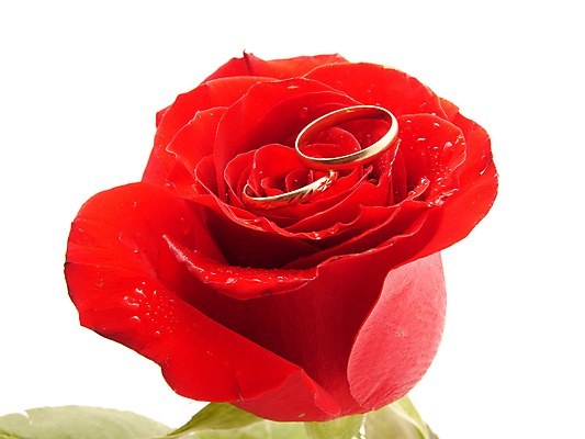 포토 JPG 해외이미지 커플 여자 기념일 남자 꽃잎 꽃 분홍색 꽃다발 결혼 백그라운드 잎 데이트 자연 결혼식 발렌타인데이 사랑 사람없음 빨간색 뷰티 신혼여행 흰색 하트 축하 반지 악단 신용카드 황금 우아함 보석 심볼 싱글 심플 다이아몬드 약혼 고립 해외포토 모양 식물 감정 음악 컬러 컨셉 장신구 관계 데이이벤트 사람 이벤트 금융 광석 생태계 약속 파일형식 이미지허브