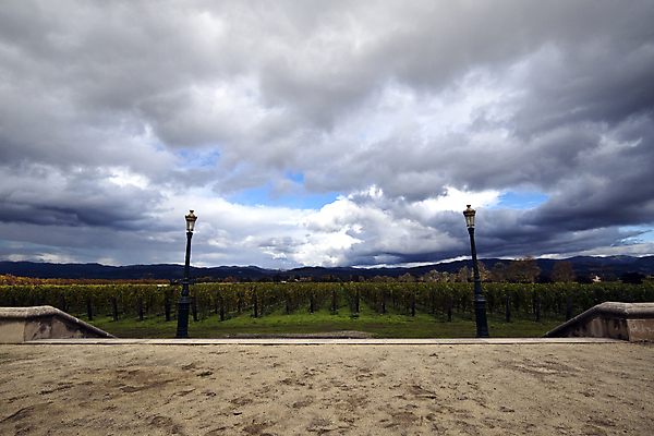 포토 JPG 해외이미지 식물 밭 농업 자연 하늘 포도 풍경 사람없음 야외 초록색 농작물 농장 와인 계곡 수확 성장 시골 캘리포니아 포도밭 포도나무 지역 양조장 줄서기 해외포토 산업 컬러 과일 모션 주류 미국 과일나무 생태계 파일형식 이미지허브