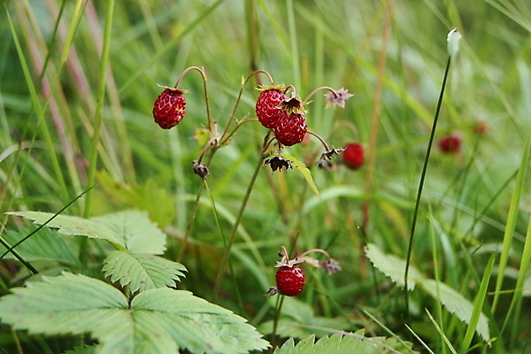 포토 JPG 해외이미지 식물 손 열매 음식 다이어트 과일 자연 딸기 건강 관리 사람없음 빨간색 정원 성장 해외포토 컬러 신체부위 생태계 파일형식 이미지허브