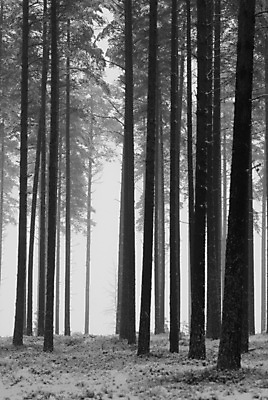 포토 JPG 해외이미지 나무 겨울 흑백 사람없음 안개 해외포토 식물 계절 날씨 촬영기법 파일형식 이미지허브