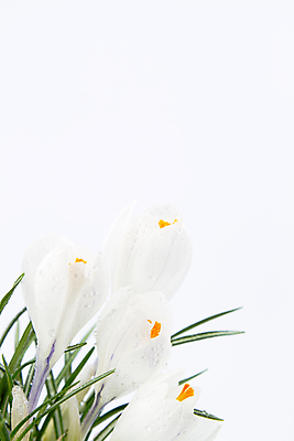 포토 JPG 해외이미지 계절 꽃 결혼 잎 전구 부활절 프레임 사람없음 뷰티 귀여움 봄 벚꽃 신선 신용카드 생일 모서리 순수 흰배경 천진난만 카피스페이스 해외포토 식물 기념일 백그라운드 컨셉 이벤트 금융 공백 흰색 파일형식 이미지허브