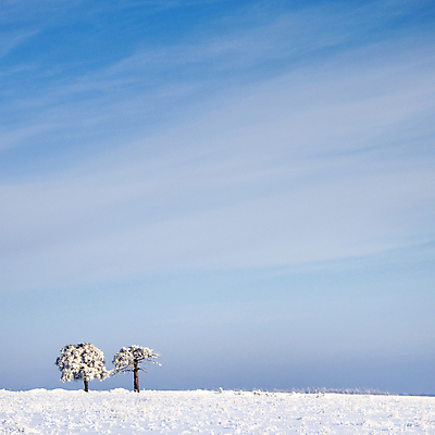 포토 JPG 해외이미지 나무 1 계절 겨울 자연 하늘 아침 바람 풍경 사람없음 야외 목재 파란색 얼음 추위 백발 흰색 시골 황무지 시원함 싱글 서리 장면 폭설 눈내림 카피스페이스 해외포토 주간 자연요소 식물 헤어스타일 컬러 재료 날씨 눈_날씨 공백 자연재해 생태계 파일형식 이미지허브