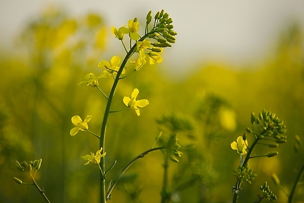 포토 JPG 해외이미지 식물 꽃 밭 농업 부분 자연 풍경 사람없음 야외 여름 농장 농경지 노란색 환경 봄 수확 성장 벚꽃 전원 시골 업무 개화 기름 큼 땅 묘사 유채 내추럴 강렬 카놀라 평야 수평선 해외포토 계절 산업 음식 컬러 작업 전기에너지 크기 생태계 파일형식 이미지허브