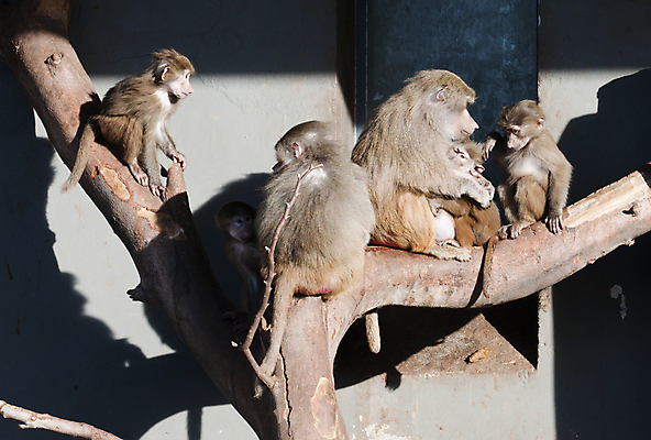 포토 JPG 해외이미지 동물 응시 공원 여자 남자 행복 야생동물 어린이 포유류 손가락 가족 아프리카 자연 엄마 털 동물원 앉기 사람없음 야외 갈색 검은색 원숭이 표현 아기 잡기 황무지 작음 큼 사파리 유인원 내추럴 돌봄 동물상 해외포토 손 시선 공공시설 감정 나라 컬러 관계 모션 사람 조형물 크기 생태계 파일형식 이미지허브