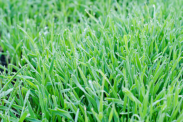 포토 JPG 해외이미지 식물 컨셉 잎 밭 자연 새로움 아이디어 씨앗 풍경 초원 사람없음 야외 청결 성장 신선 시원함 허브 순수 장면 그리너리 해외포토 농업 위생 생태계 파일형식 트랜드컬러 이미지허브