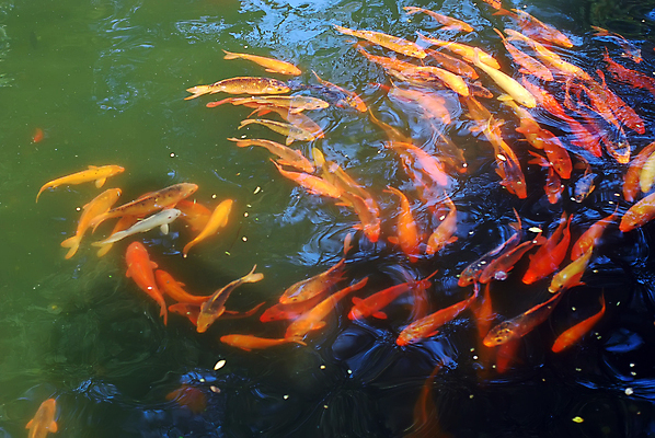 포토 JPG 해외이미지 동물 동물원 어류 사람없음 빨간색 물 노란색 연못 해외포토 자연요소 컬러 수중동물 파일형식 이미지허브